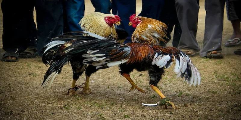 Đá Gà Cựa Dao - Sân Chơi Thu Tiền Khủng Cho Các Kê Thủ
